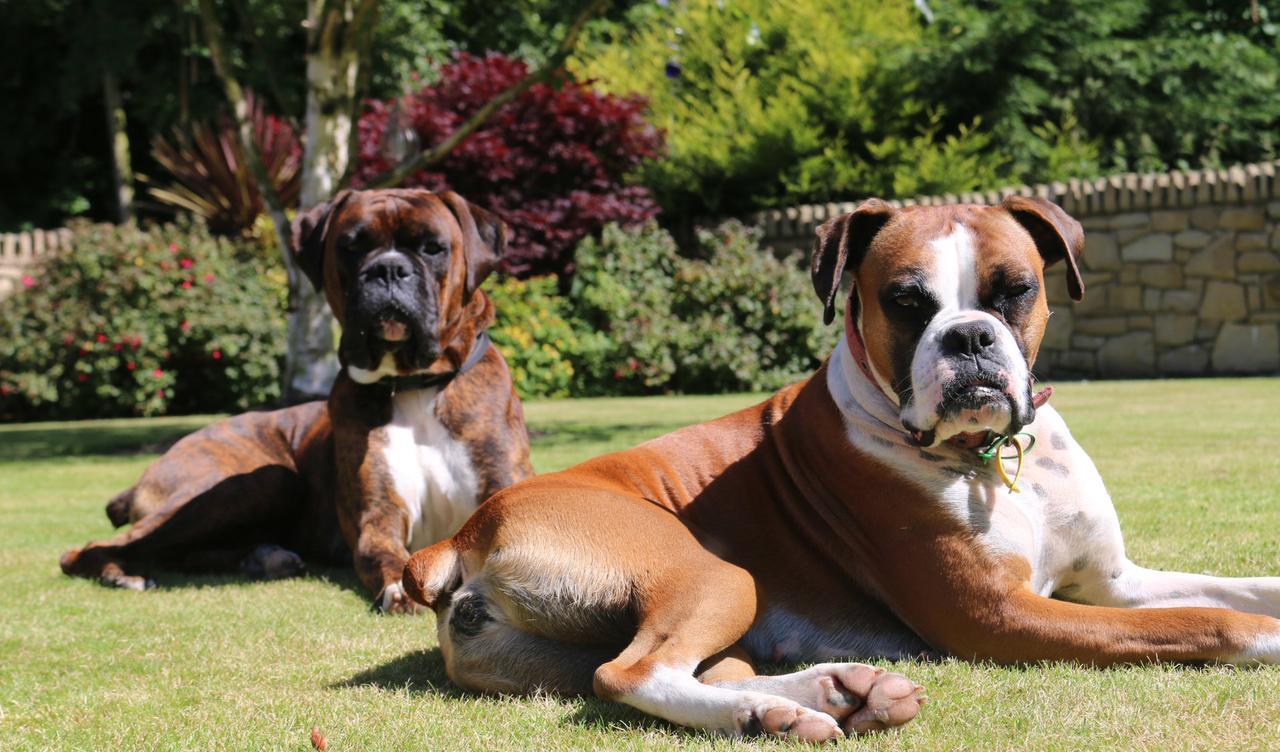 Feetnpaws Bed & Breakfast Portaferry Dış mekan fotoğraf
